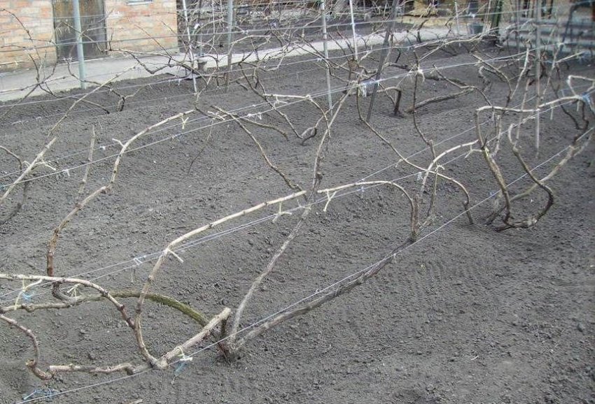 Опора і підв'язування пагонів