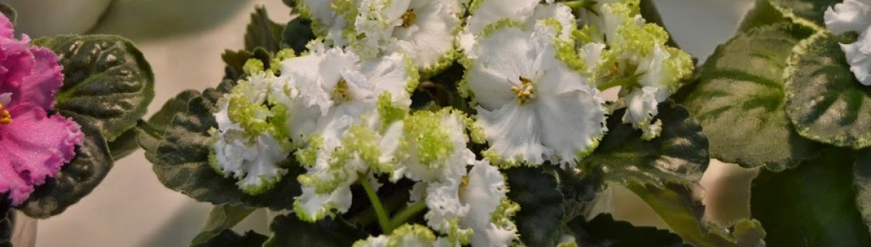 Фіалка Гриня: вирощування і догляд в домашніх умовах