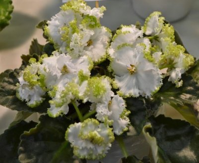 Фіалка Гриня: вирощування і догляд в домашніх умовах