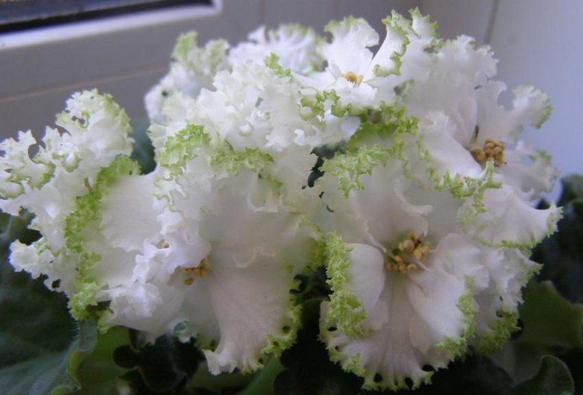 Фіалка Гриня Фіалка Гриня