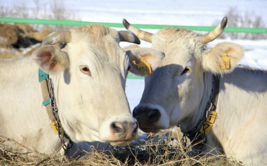 Костромська порода