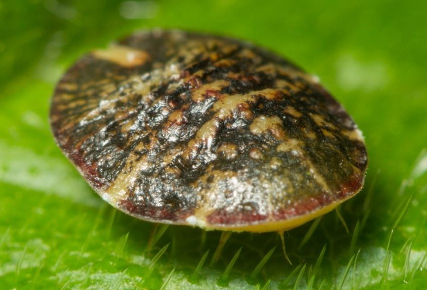 Щитівка Щитівка