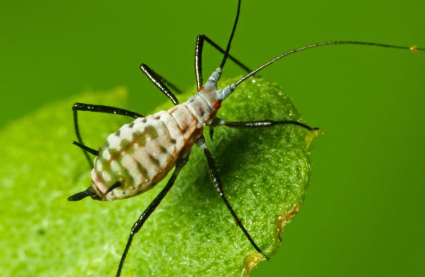 Попелиця Попелиця