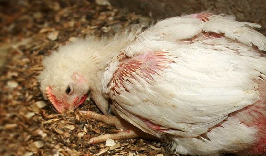 Хвороба Ньюкасла