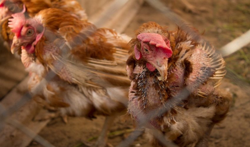 Хвороба Ньюкасла