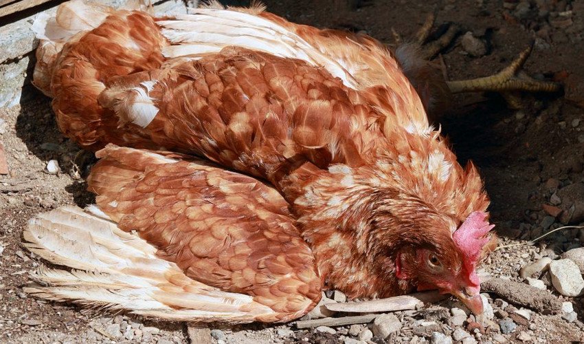 Хвороба Ньюкасла