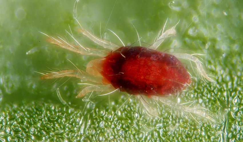 Павутинний кліщ Павутинний кліщ