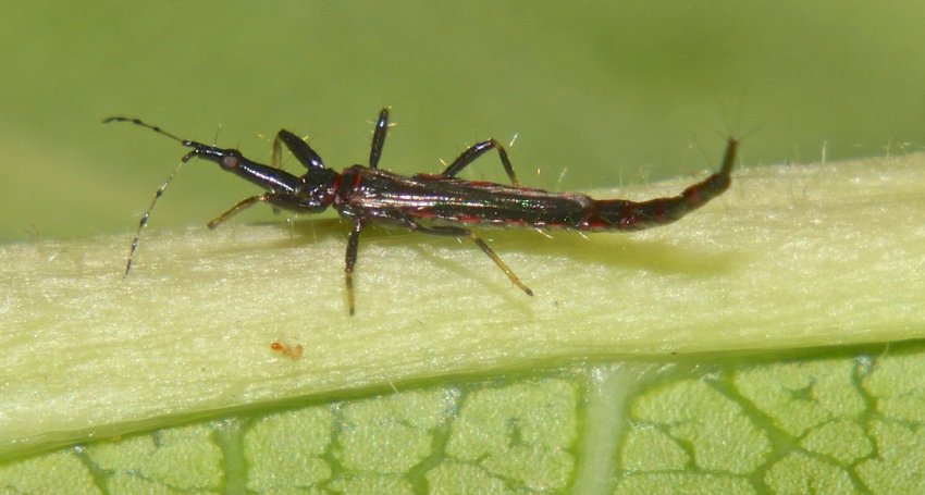 Тріпс Тріпс