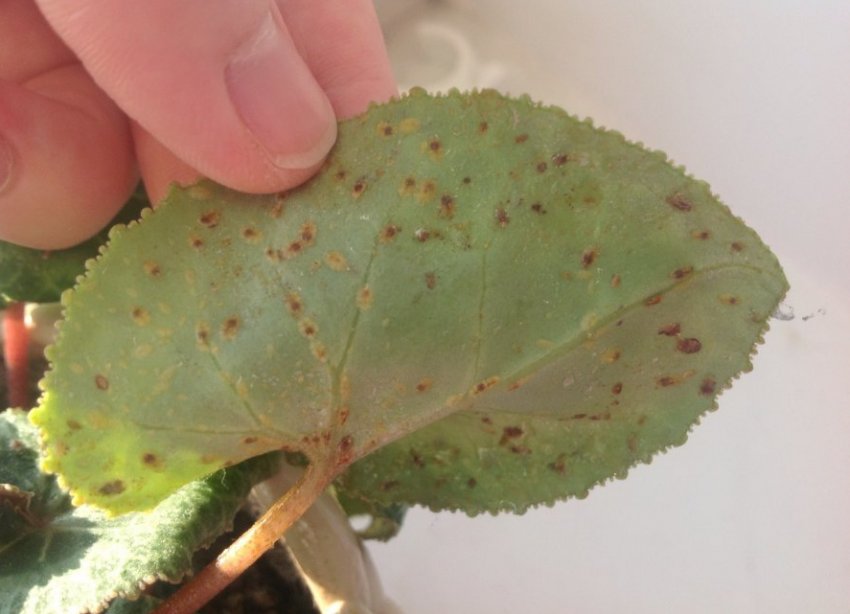 Вражений лист цикламеновим клещем Вражений лист цикламеновим клещем