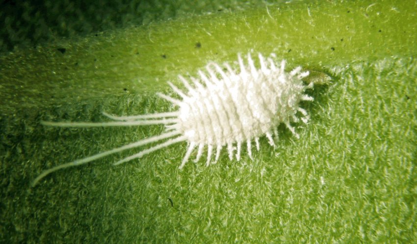 Борошнистий червець Борошнистий червець