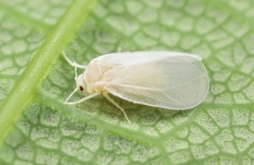 Білокрилка Білокрилка