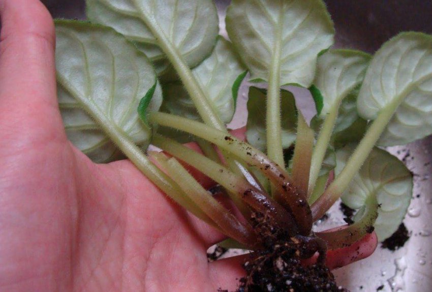 Гниль Гниль