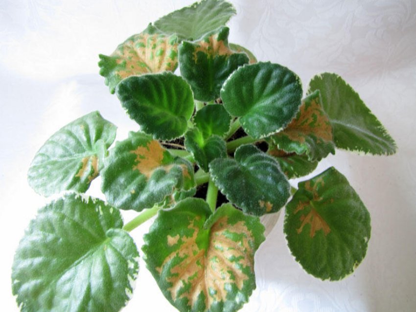 Фітофтора Фітофтора