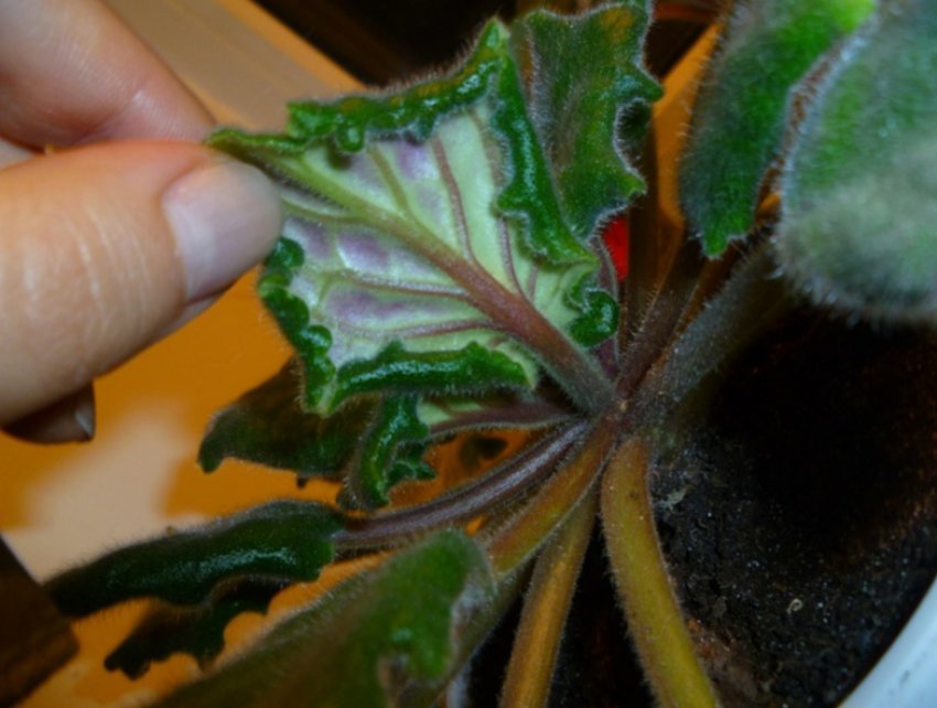 Фузаріоз Фузаріоз