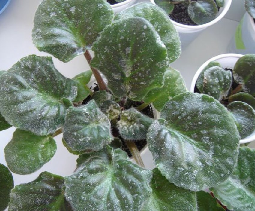 Борошниста роса Борошниста роса