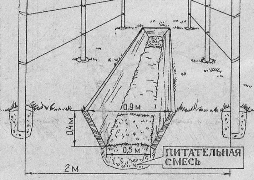Технологія посадки винограду