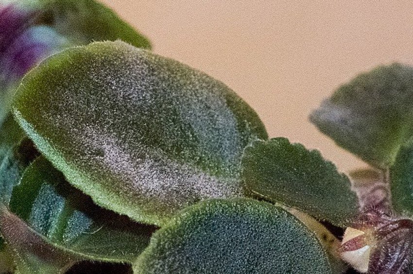 Борошниста роса Борошниста роса