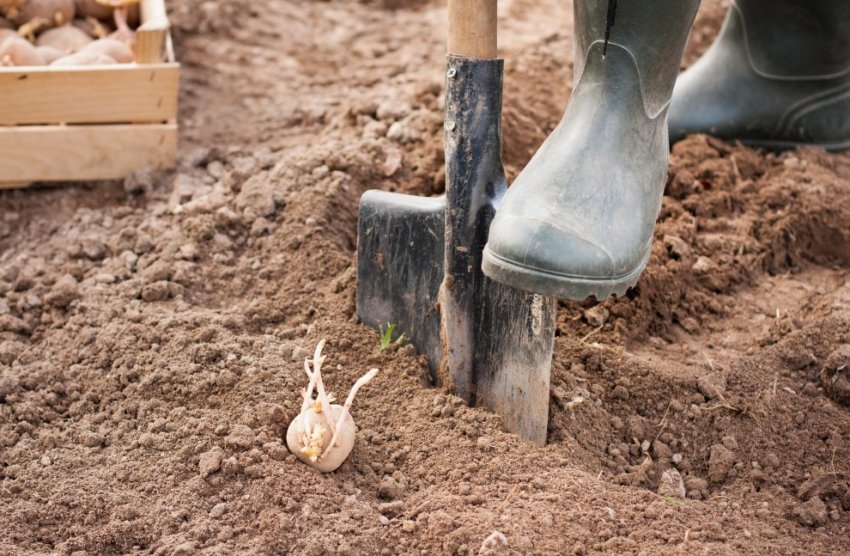 Посадка картоплі