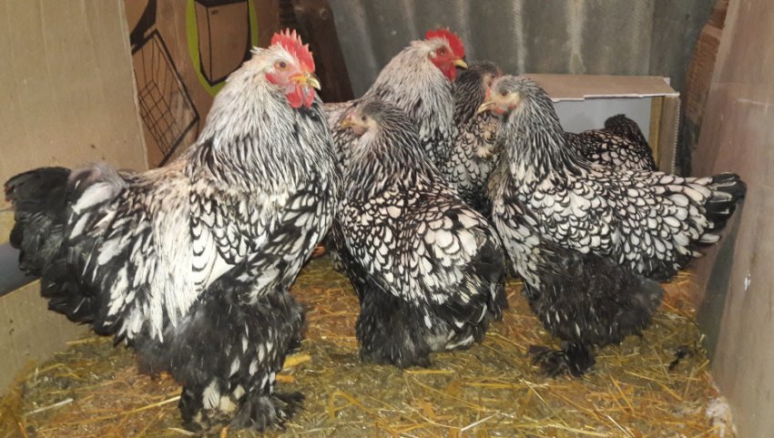 Курник Курник