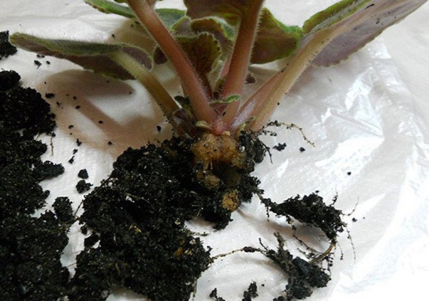 Коренева гниль Коренева гниль