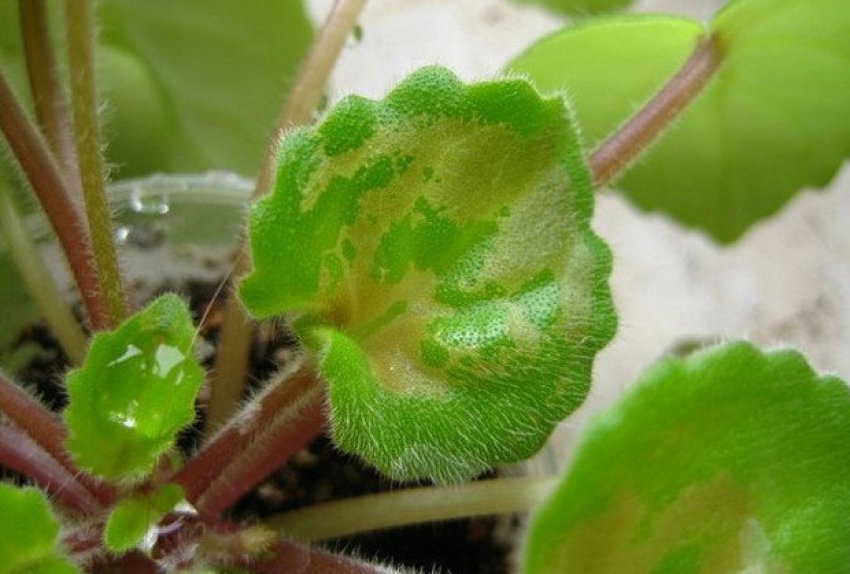 Трипси Трипси