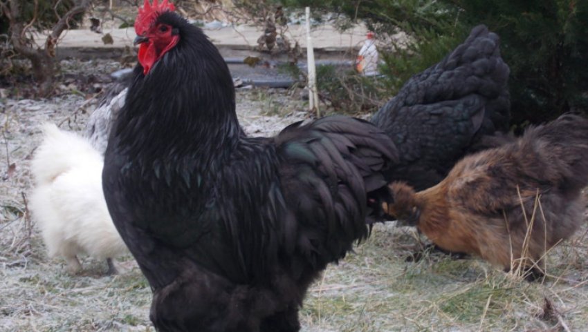 Кохінхіни Кохінхіни