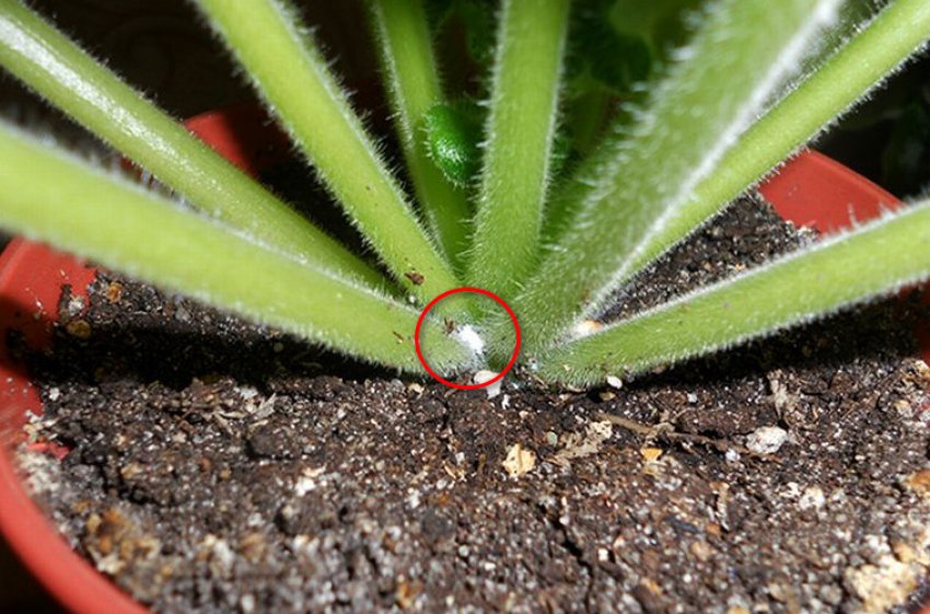 Борошнистий червець Борошнистий червець