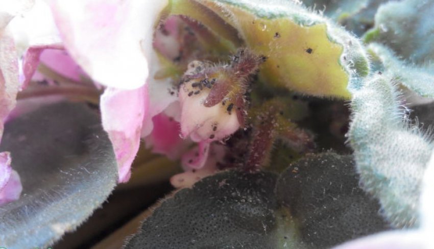 Попелиця Попелиця