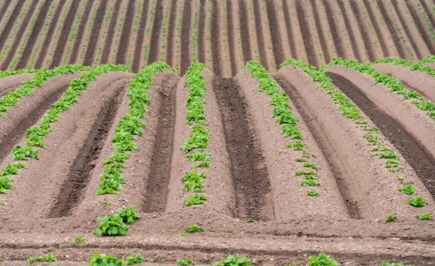 Гребневий метод висадки картоплі