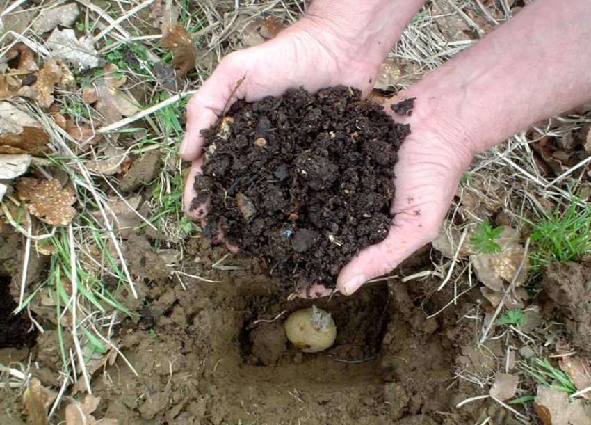 Добриво картоплі