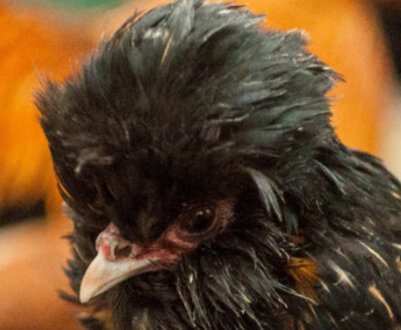 Опис порід курей голландських