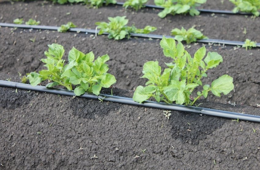 Полив картоплі