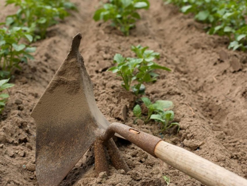 Прополка картоплі