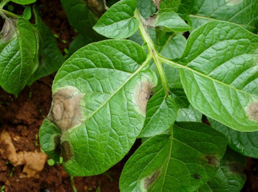 Фітофтороз