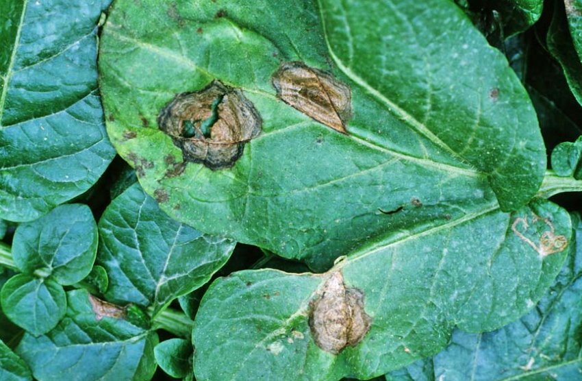 Альтернаріоз