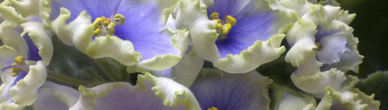 Фіалка Наутілус: вирощування і догляд в домашніх умовах