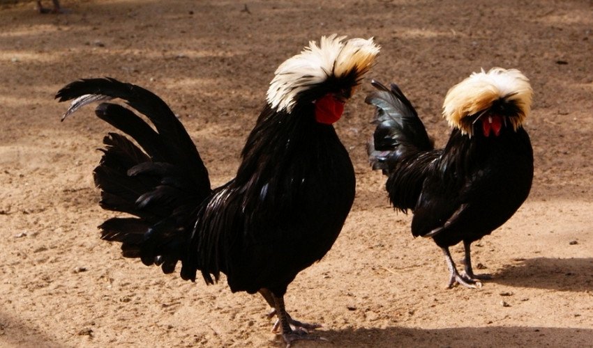 Голландська белохохлая