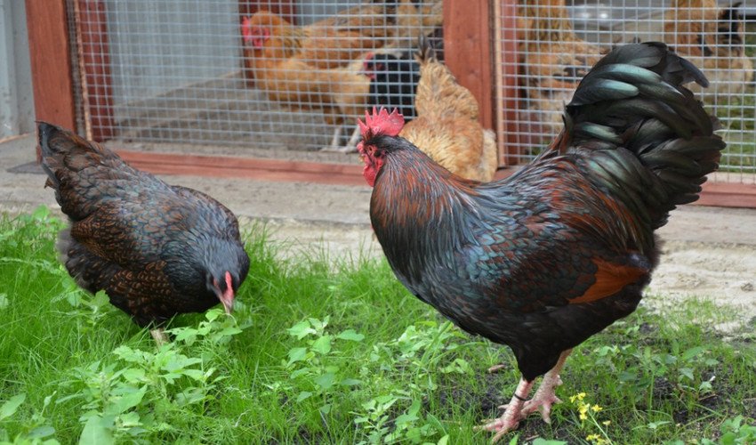 Берневельдер