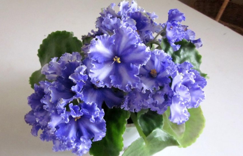 Фіалка сорти Наутілус Фіалка сорти Наутілус