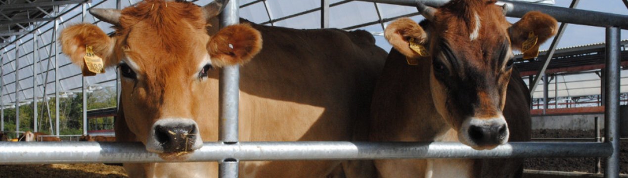 Вірусна діарея великої рогатої худоби: симптоми та лікування