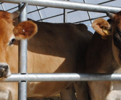 Вірусна діарея великої рогатої худоби: симптоми та лікування