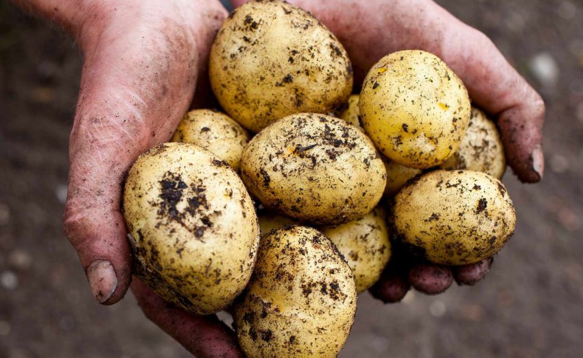 Картопля Латона