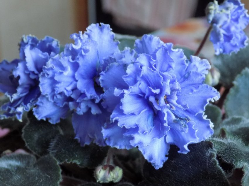 Ботанічний опис рослини Ботанічний опис рослини