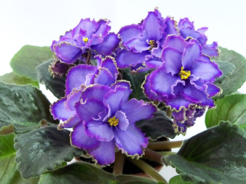 Внесення добрив Внесення добрив