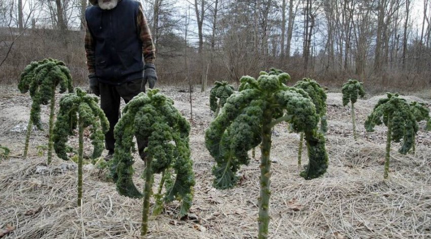 Кормова капуста Кормова капуста