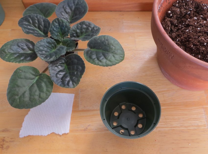 Пересадка Пересадка