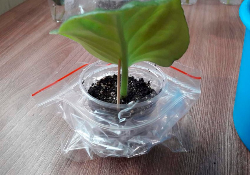 Живцювання фіалки в грунті Живцювання фіалки в грунті