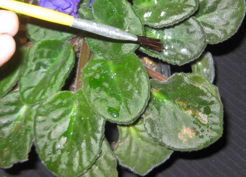 Борошниста роса Борошниста роса