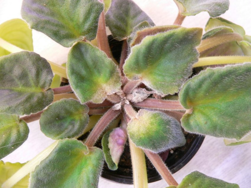 Цікламеновий кліщ Цікламеновий кліщ