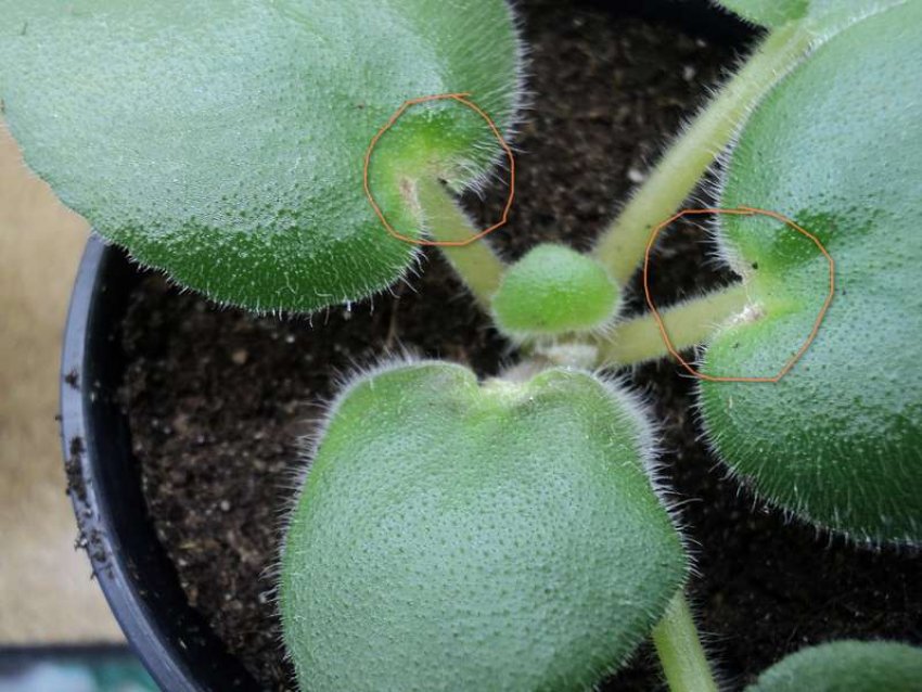 Борошнистий червець Борошнистий червець